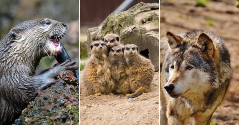 Tierpark – Otter, Erdmännchen, Wolf