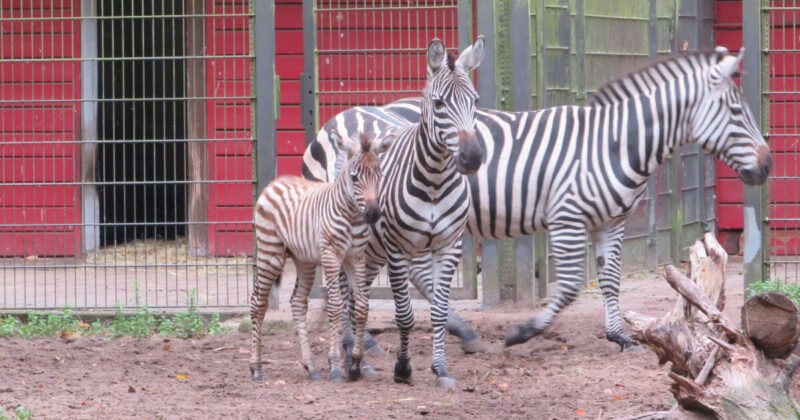 Zebra Nachwuchs im Tierpark Ueckermünde