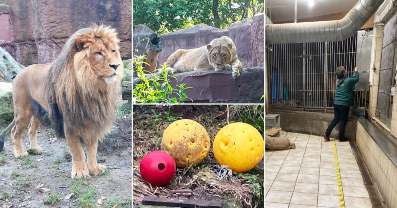 Ein Jahr im Tierpark: Auge in Auge mit den Löwen