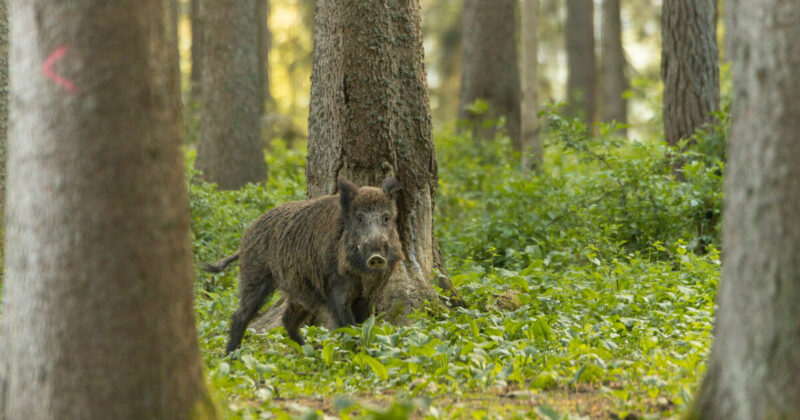 Wildschwein